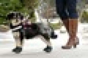 2er Set Xtreme Boots von Größe XXS bis L - optimaler Schutz