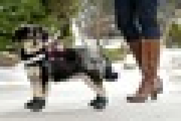 2er Set Xtreme Boots von Größe XXS bis L - optimaler Schutz